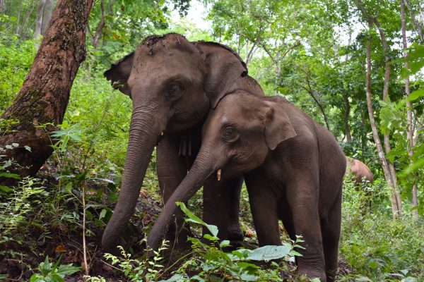 Helping Working Elephants Return to the Wild